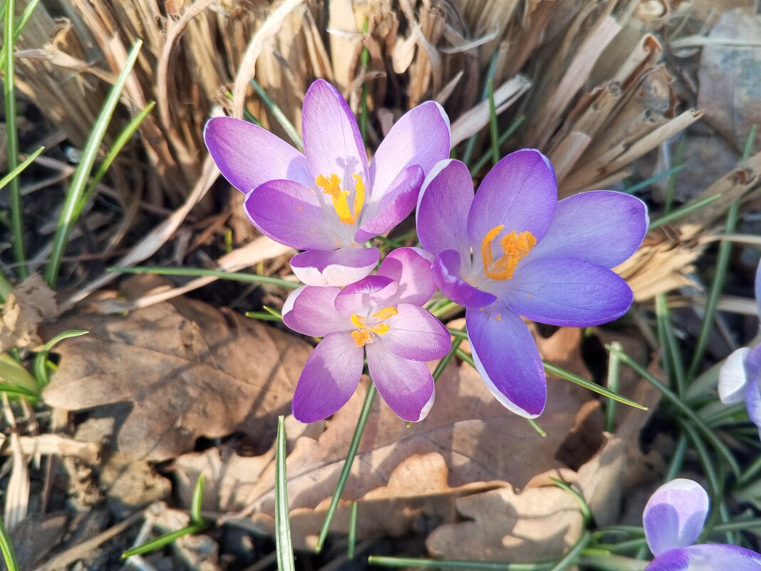 Крокус - Сапсан 