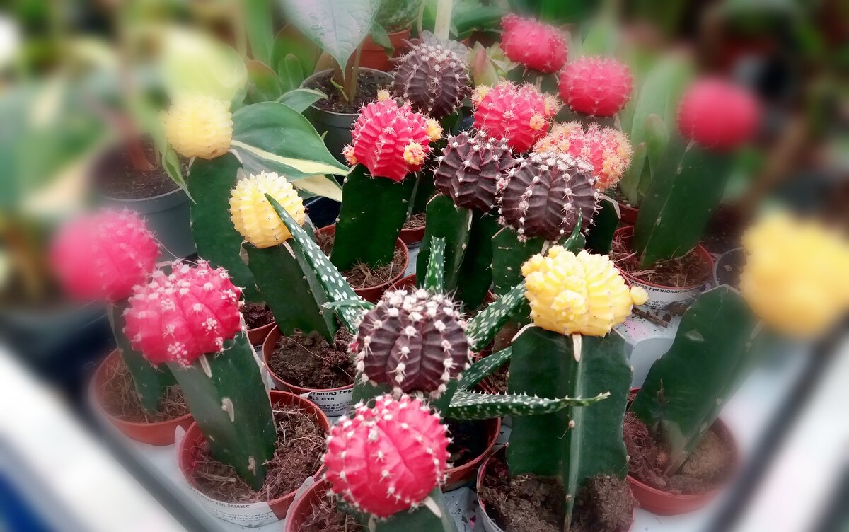 Кактусы гимнокалициумы - Galina Solovova