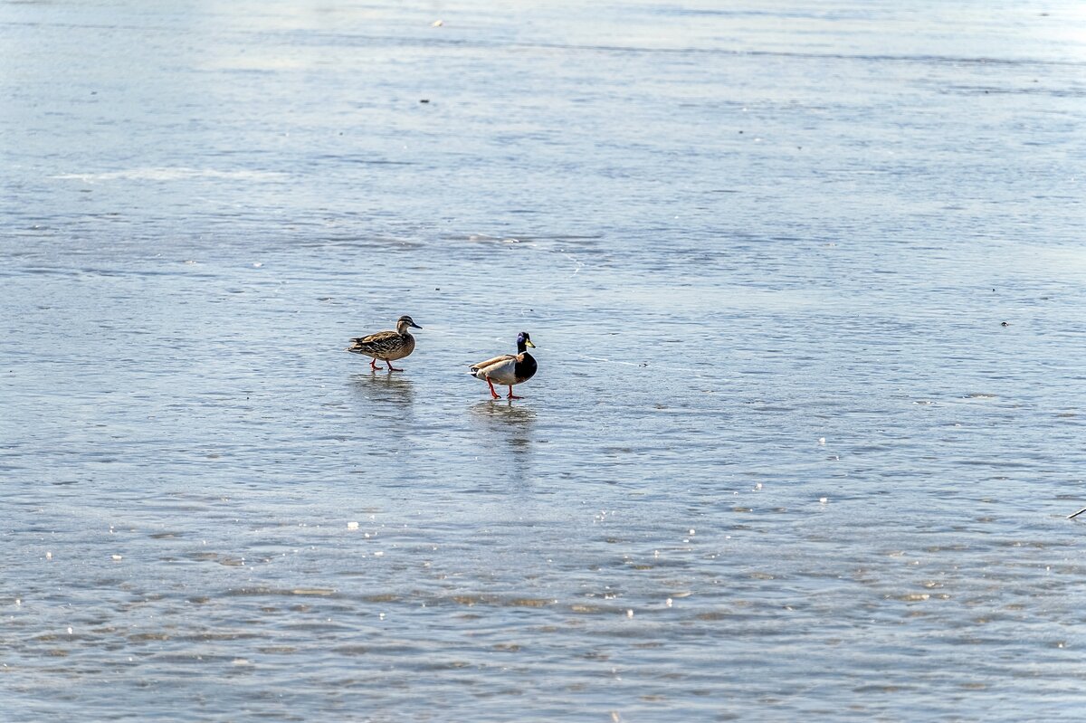 Говорила тебе, что рано ещё на пруд лететь) - Валерий Иванович Говорила тебе, что рано ещё на пруд лететь) - Валерий Иванович