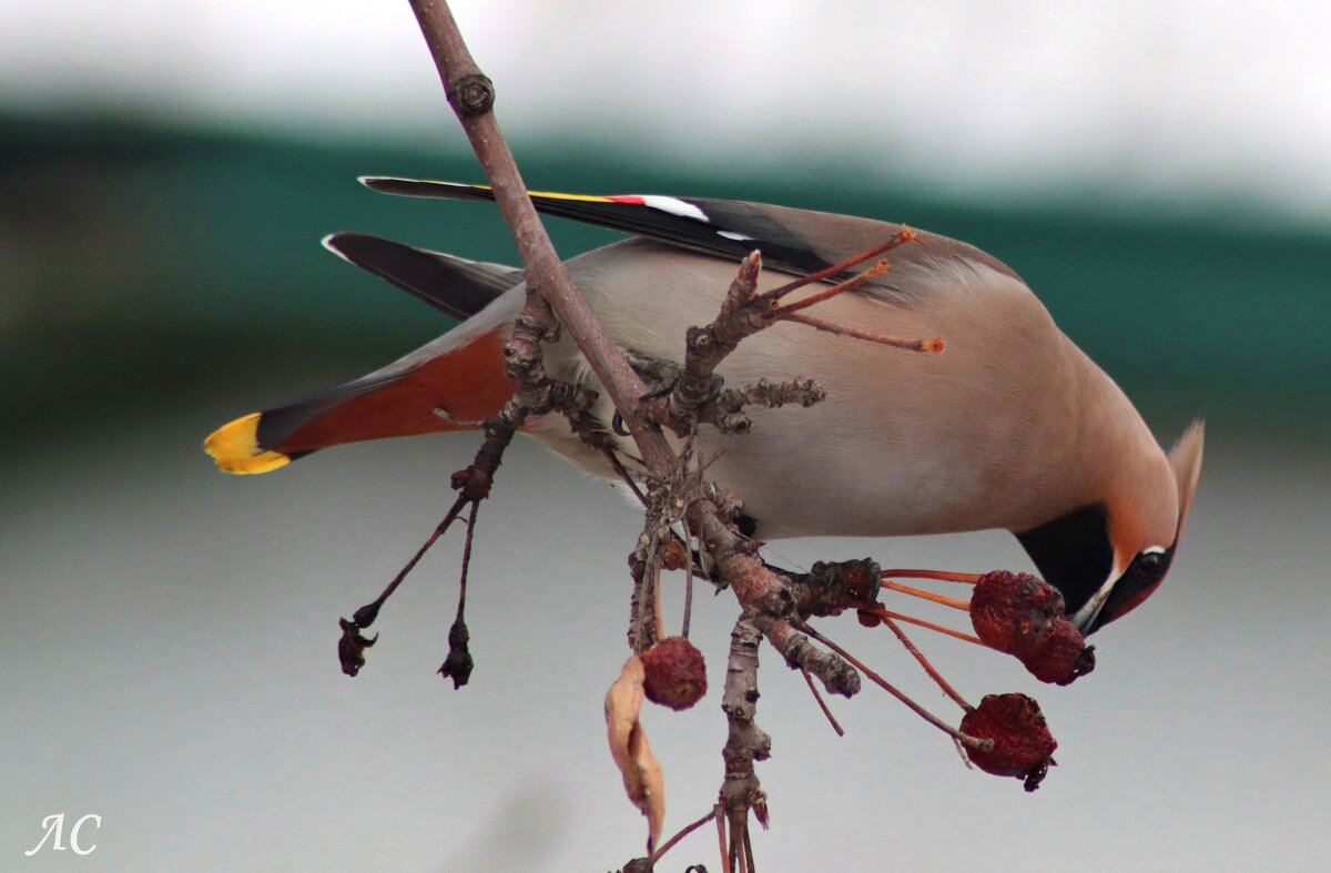 За завтраком - Любовь Сахарова