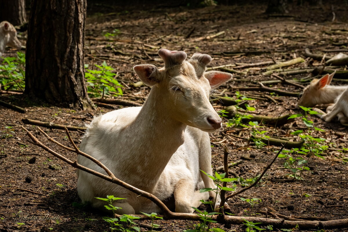 Рога подрастают... - Николай Гирш