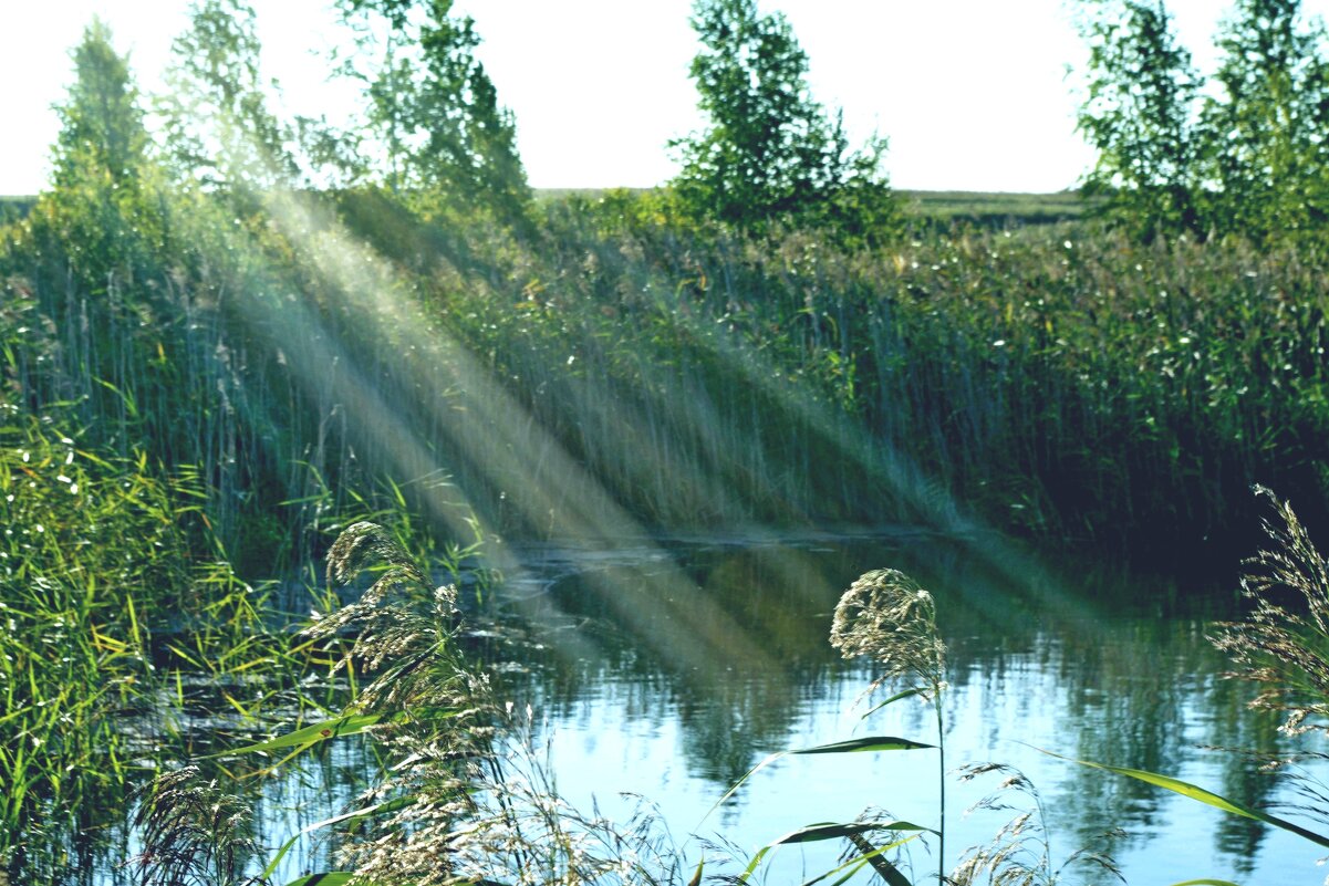 Лучи солнца - Сергей Швечков