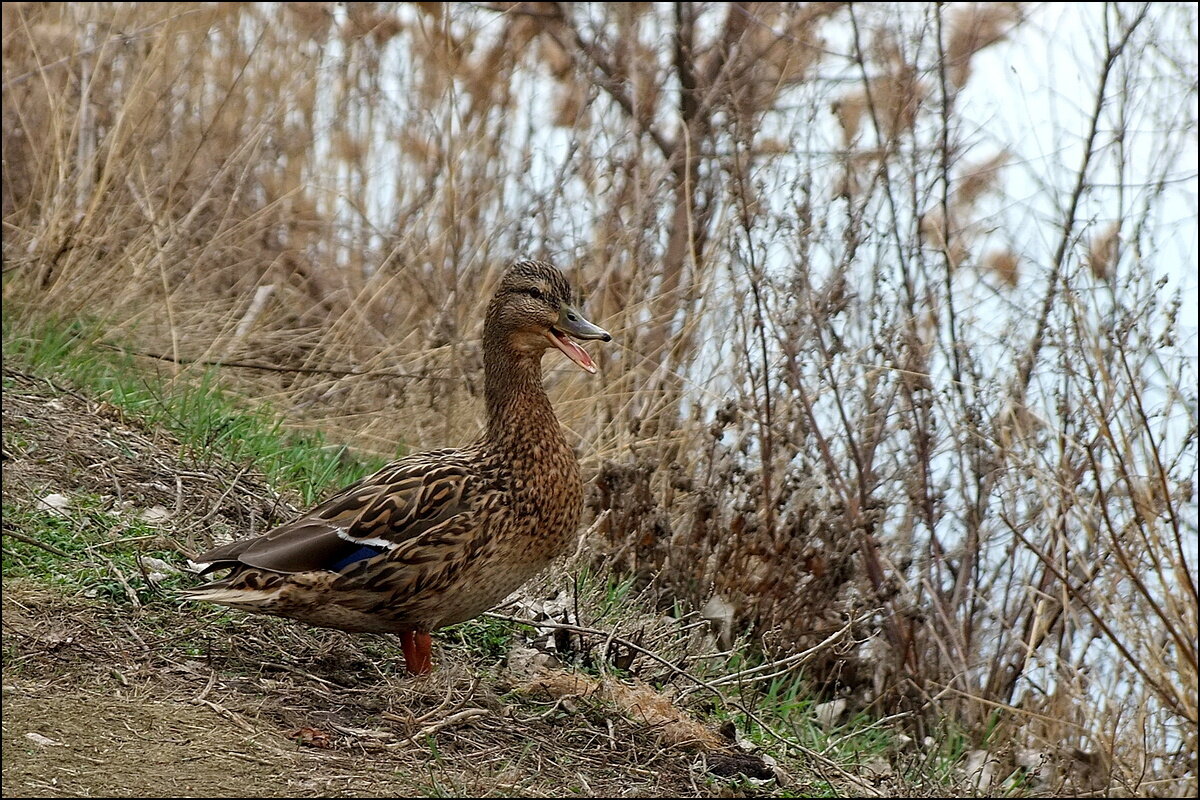 Кря-кря - Фёдор Меркурьев