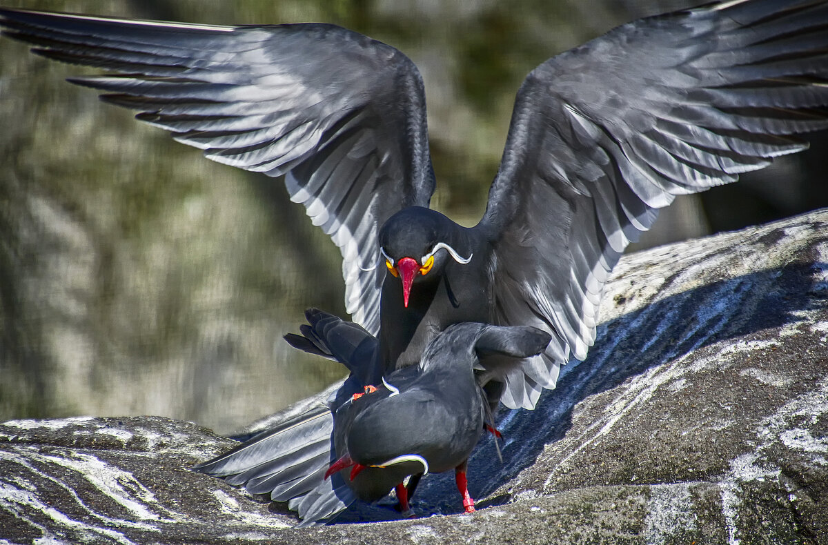 Крачки - Андроник Александр 