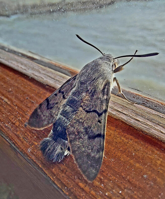 бражник - ИРЭН@ . бражник - ИРЭН@ .