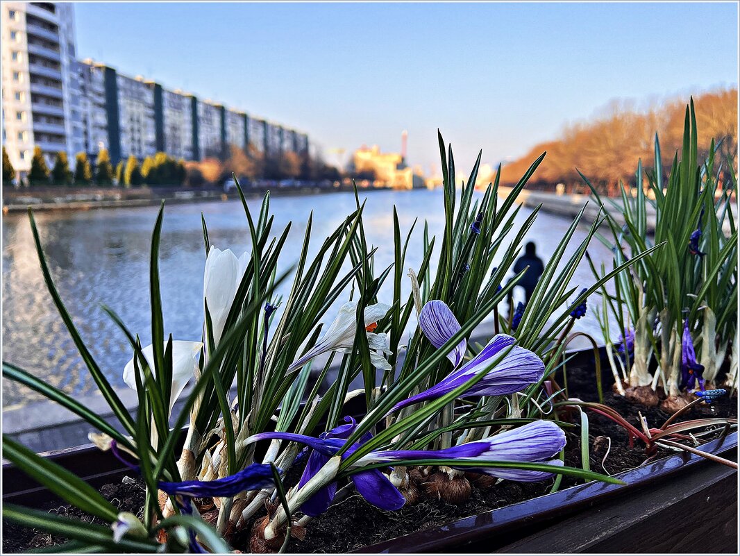 Весна в городе. - Валерия Комова Весна в городе. - Валерия Комова