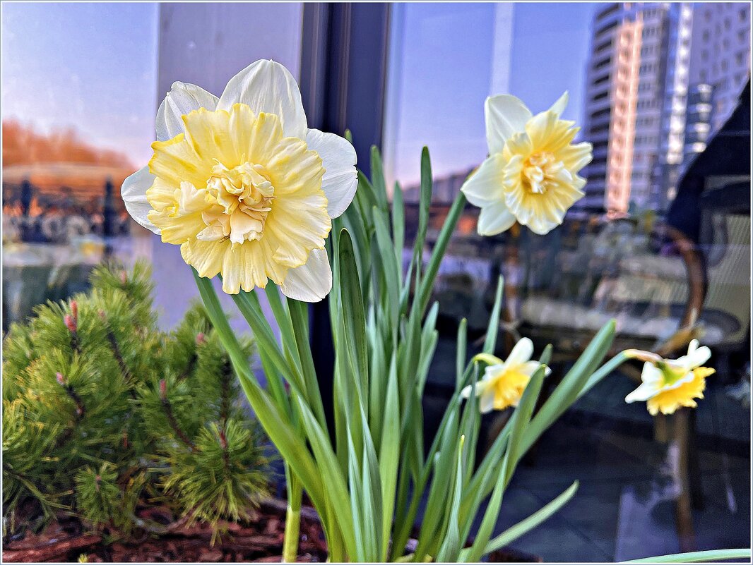 Весна в городе. - Валерия Комова