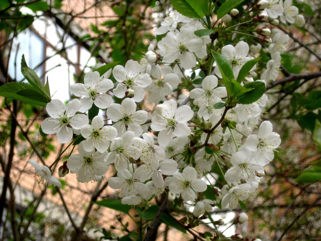 Весна - Елена Семигина Весна - Елена Семигина