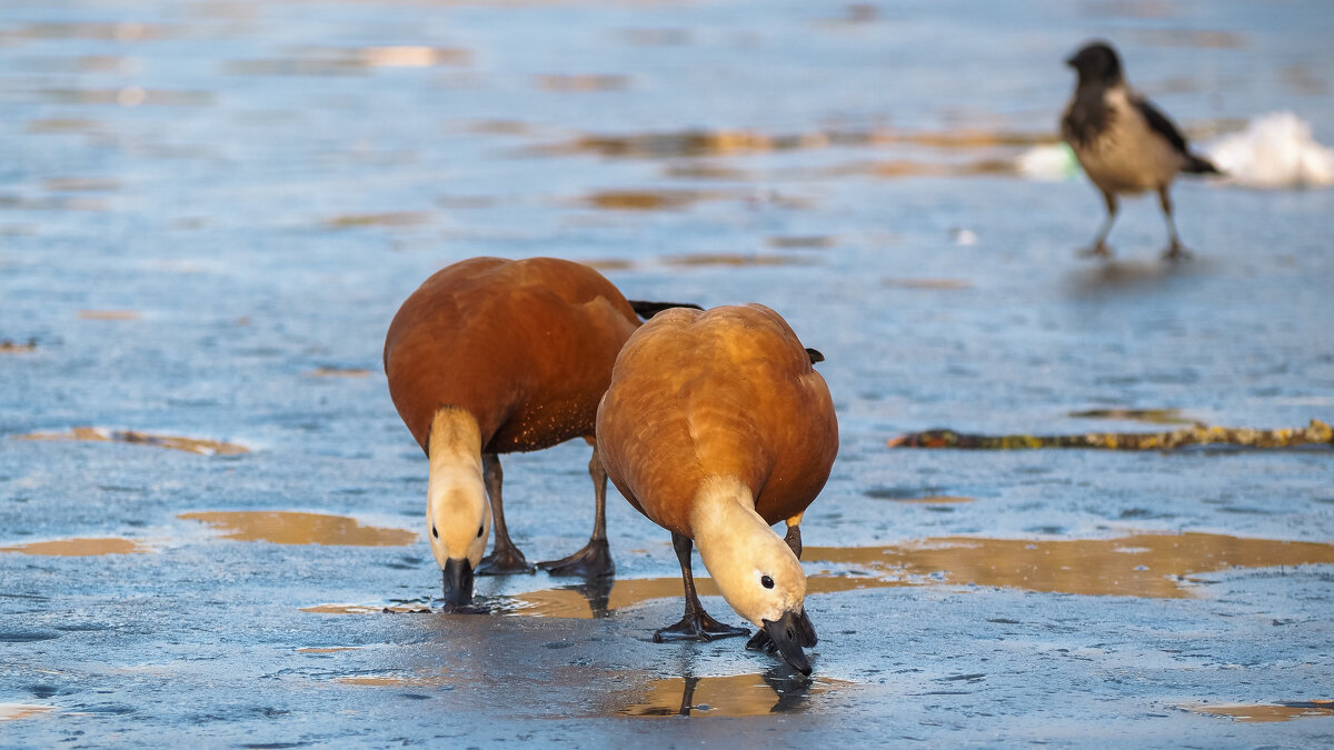 Из Жизни Уток - юрий поляков