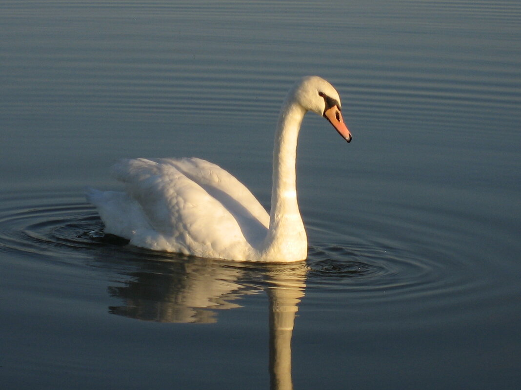Лебедь белый - Ольга Лебедева (Беловласова)