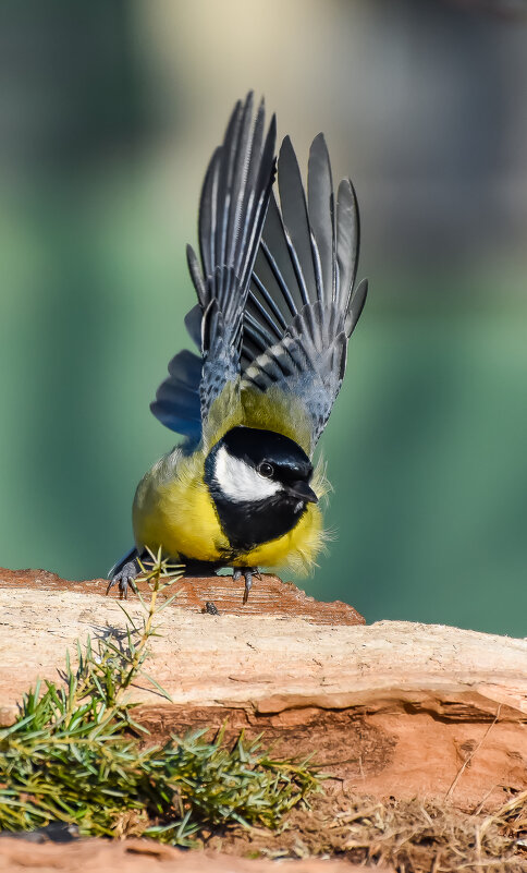 Всё застукали,кина больше не будет..... - Sergey (Apg) Всё застукали,кина больше не будет..... - Sergey (Apg)