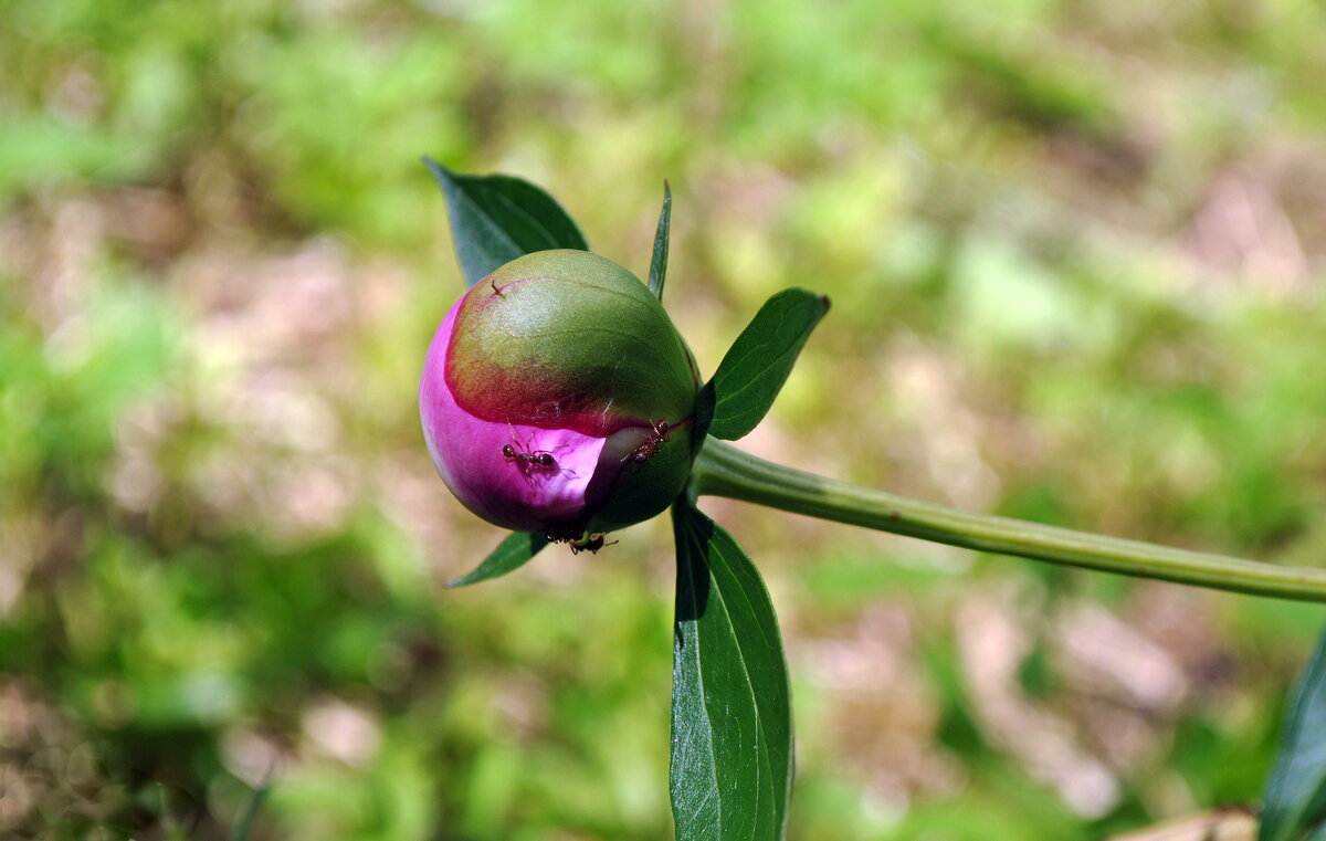 Мураши - AleksSPb Лесниченко Мураши - AleksSPb Лесниченко
