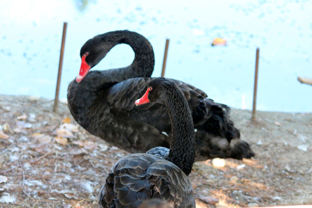 L - Андрей Л. В.