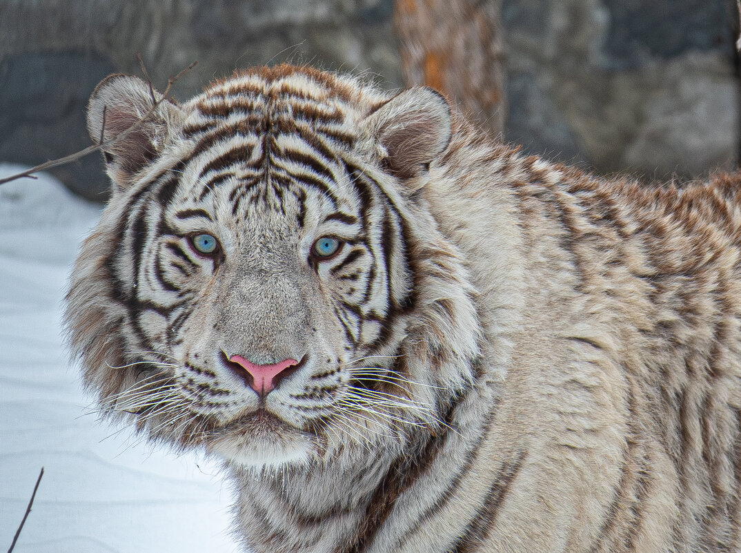 Бенгальский тигр - Михаил Измайлов