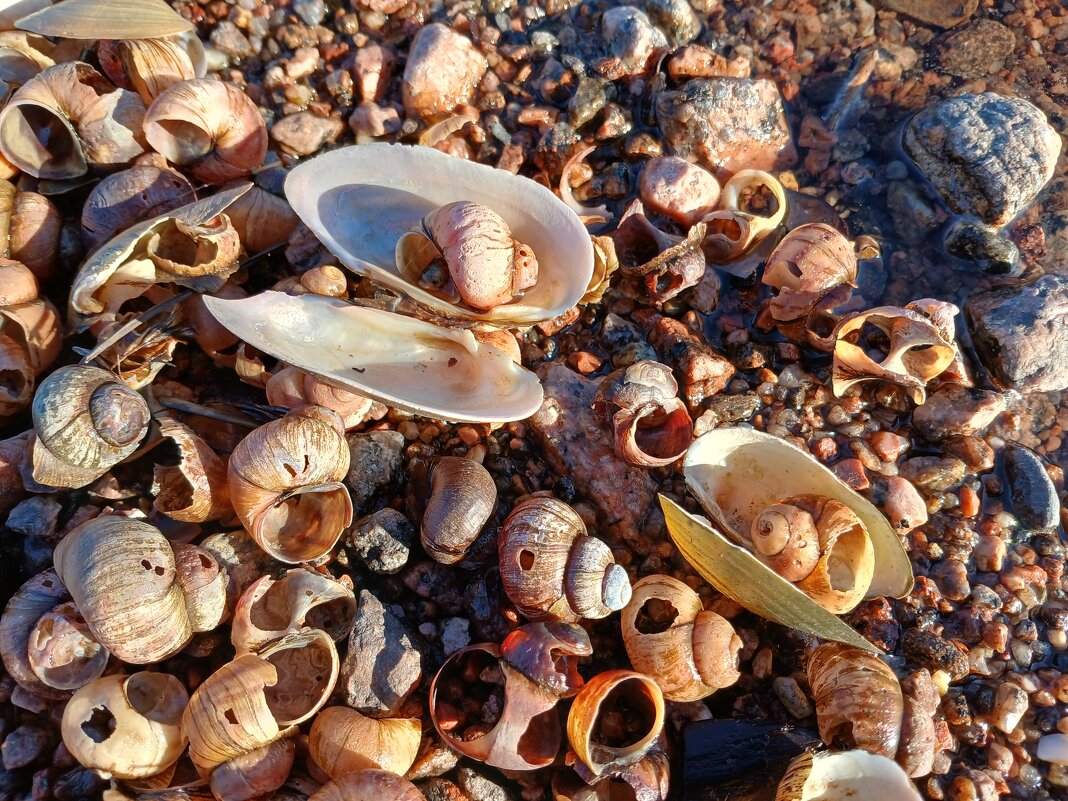 Ну очень много ракушек. - Лия ☼