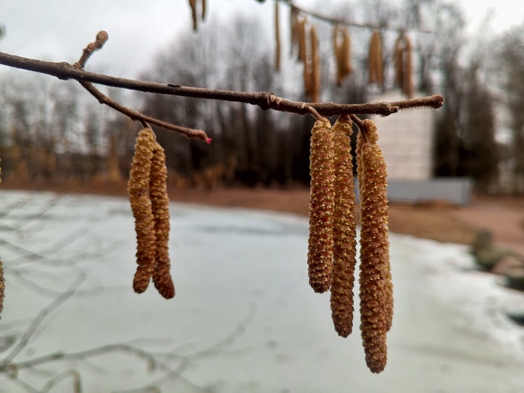 Орешник - Сапсан Орешник - Сапсан