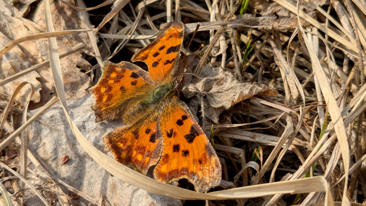 мартовские бабочки 2 - Александр Прокудин мартовские бабочки 2 - Александр Прокудин