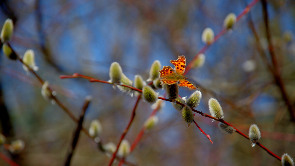 мартовские бабочки 3 - Александр Прокудин