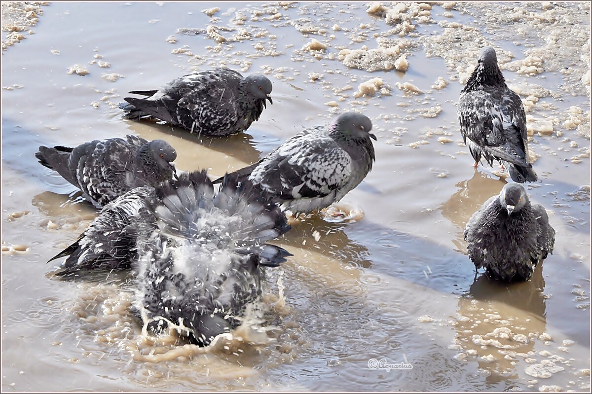 Банный день... - Aquarius - Сергей Банный день... - Aquarius - Сергей