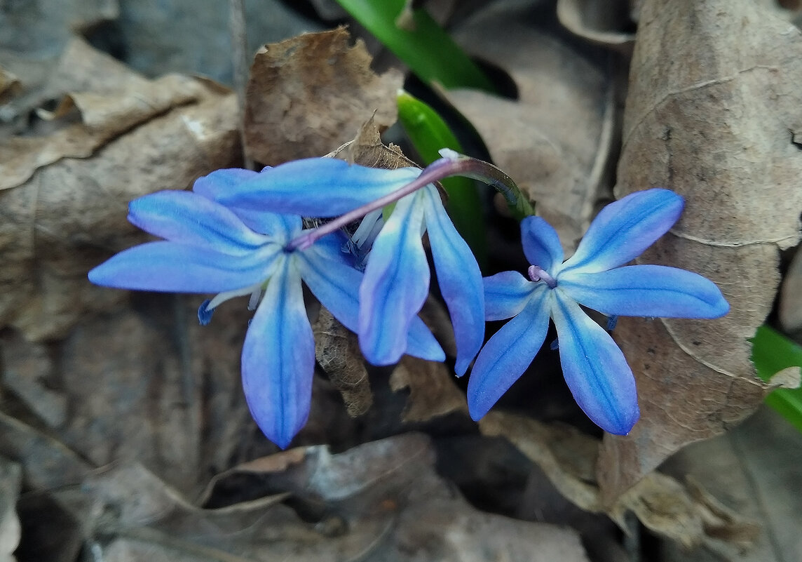 Чудесное трио! - Валентина Нефёдова Чудесное трио! - Валентина Нефёдова