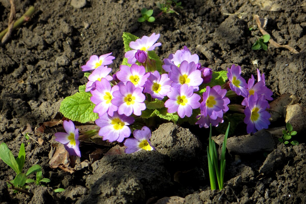 Нежные цветочки весенней примулы - Татьяна Смоляниченко Нежные цветочки весенней примулы - Татьяна Смоляниченко