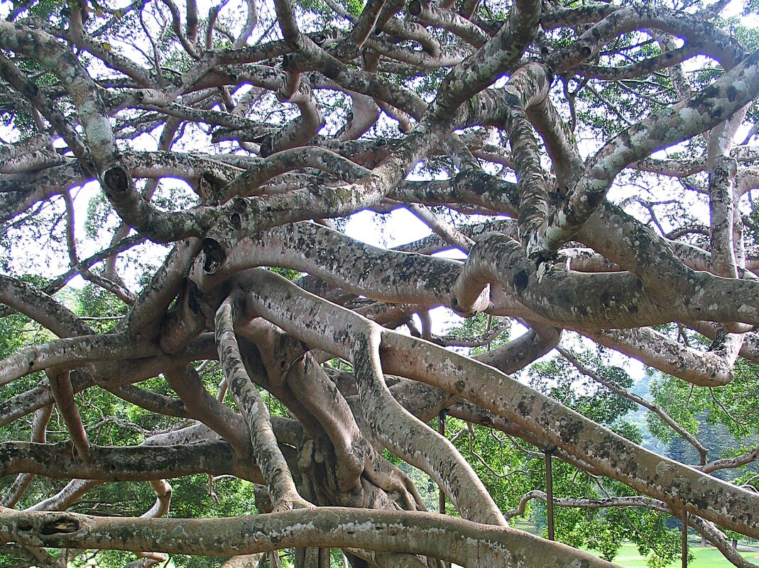 Дерево, Шри Ланка - svk * Дерево, Шри Ланка - svk *