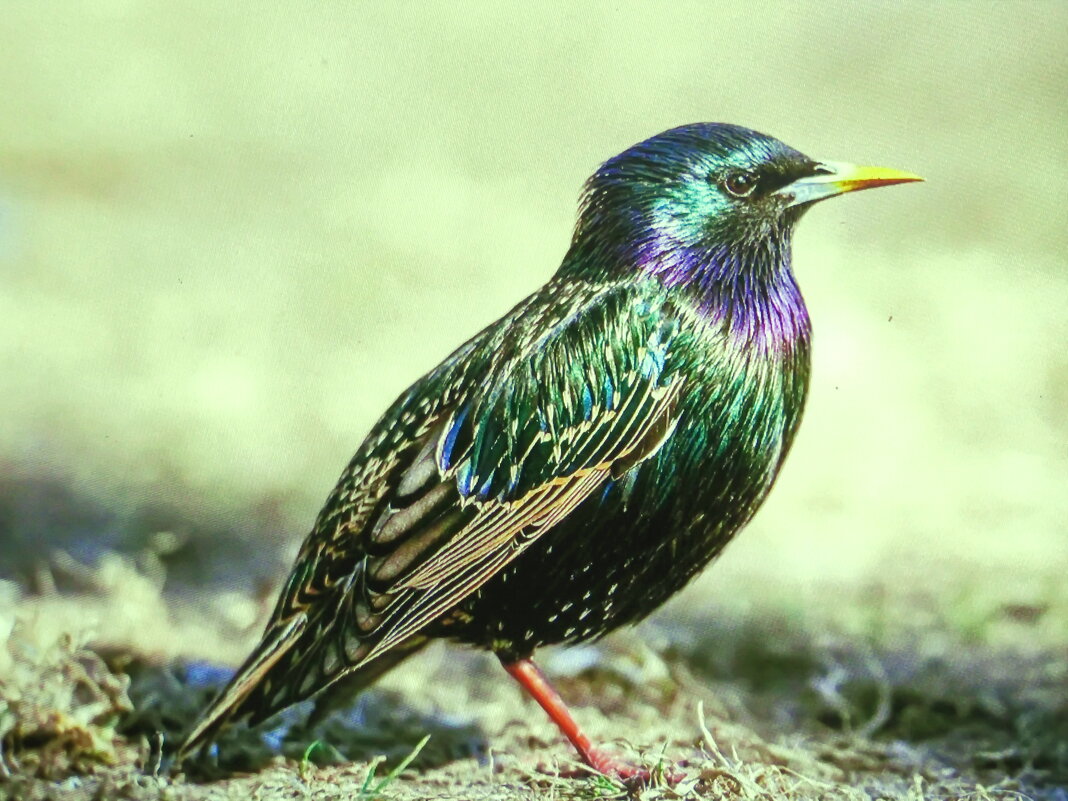 Вот и скворцы прилетели - Людмила Смородинская Вот и скворцы прилетели - Людмила Смородинская