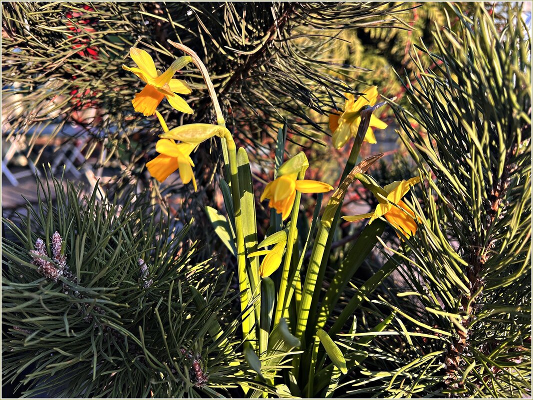 Весенняя картинка. - Валерия Комова