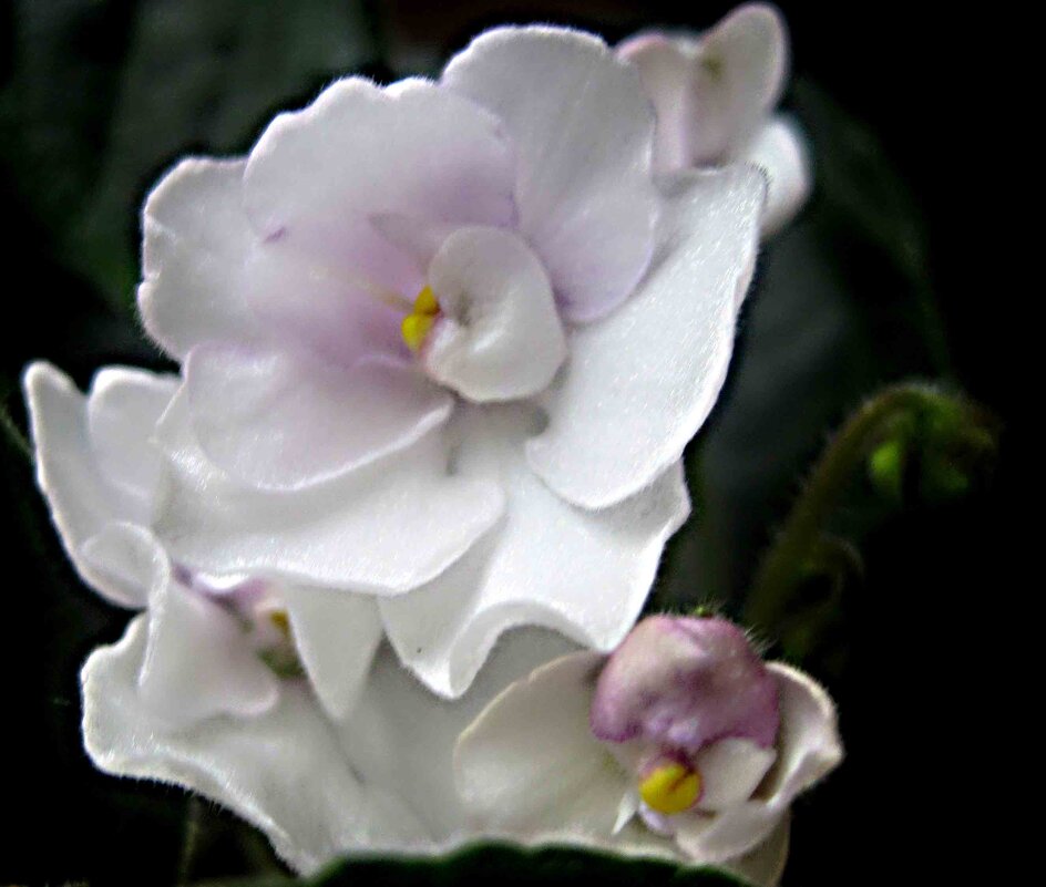 Нежность - Елена Семигина Нежность - Елена Семигина