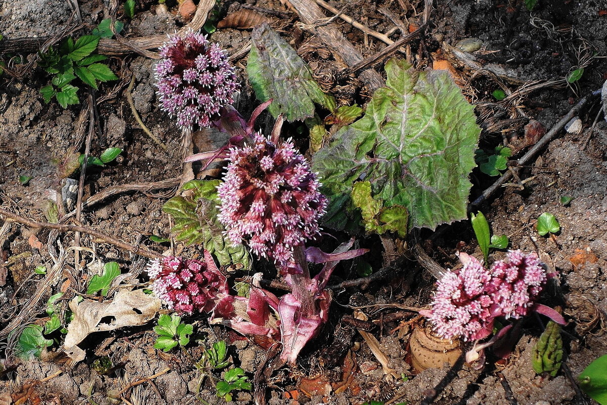 Белокопытник гибридный - Рита Симонова Белокопытник гибридный - Рита Симонова