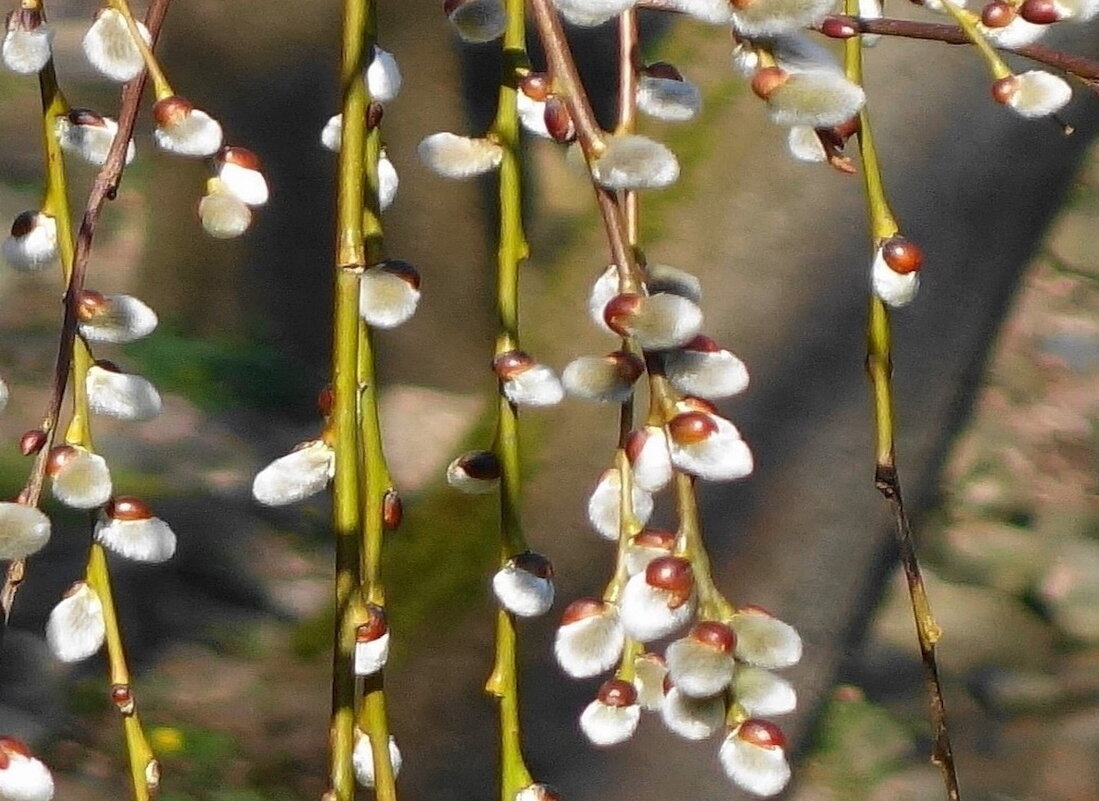 Верба - Рита Симонова Верба - Рита Симонова