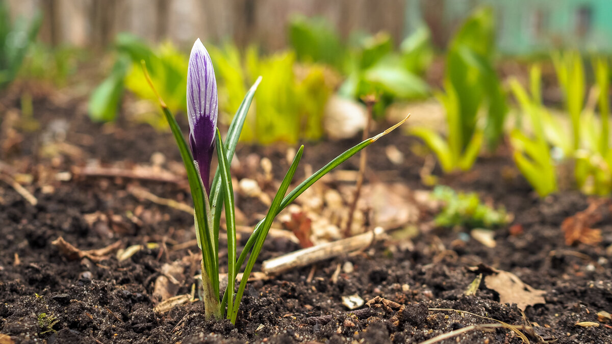 Весна - юрий поляков Весна - юрий поляков