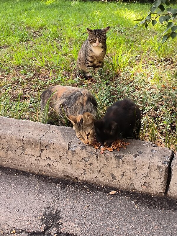 У нас во дворе. - Ольга У нас во дворе. - Ольга