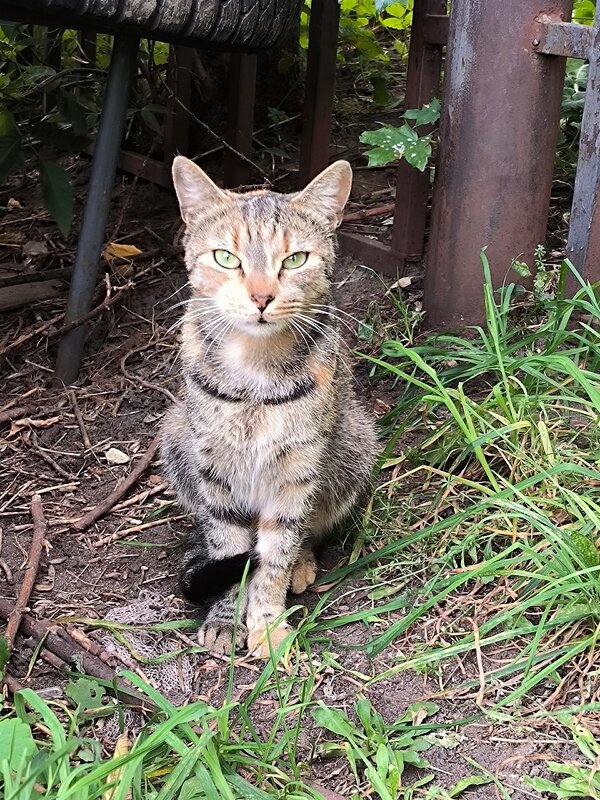 Мама - кошка. - Ольга Мама - кошка. - Ольга