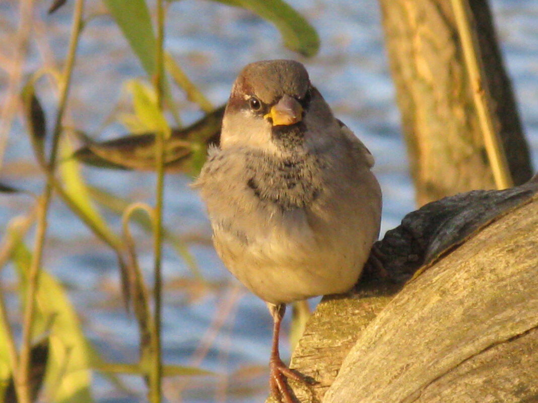 ... - Надежда 