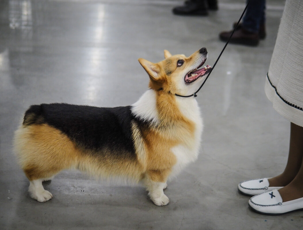 Хозяйка, когда наш выход? - Магомед .