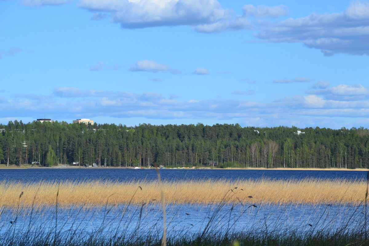 Берег Сайма-озера. - Надежда 