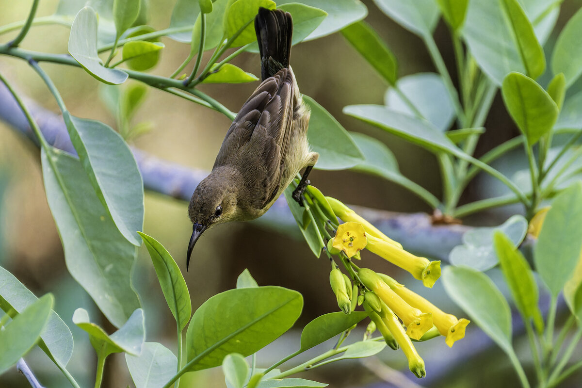 Палестинская нектарница. (Тест нового поляризационного фильтра) - Alexander Amromin Палестинская нектарница. (Тест нового поляризационного фильтра) - Alexander Amromin