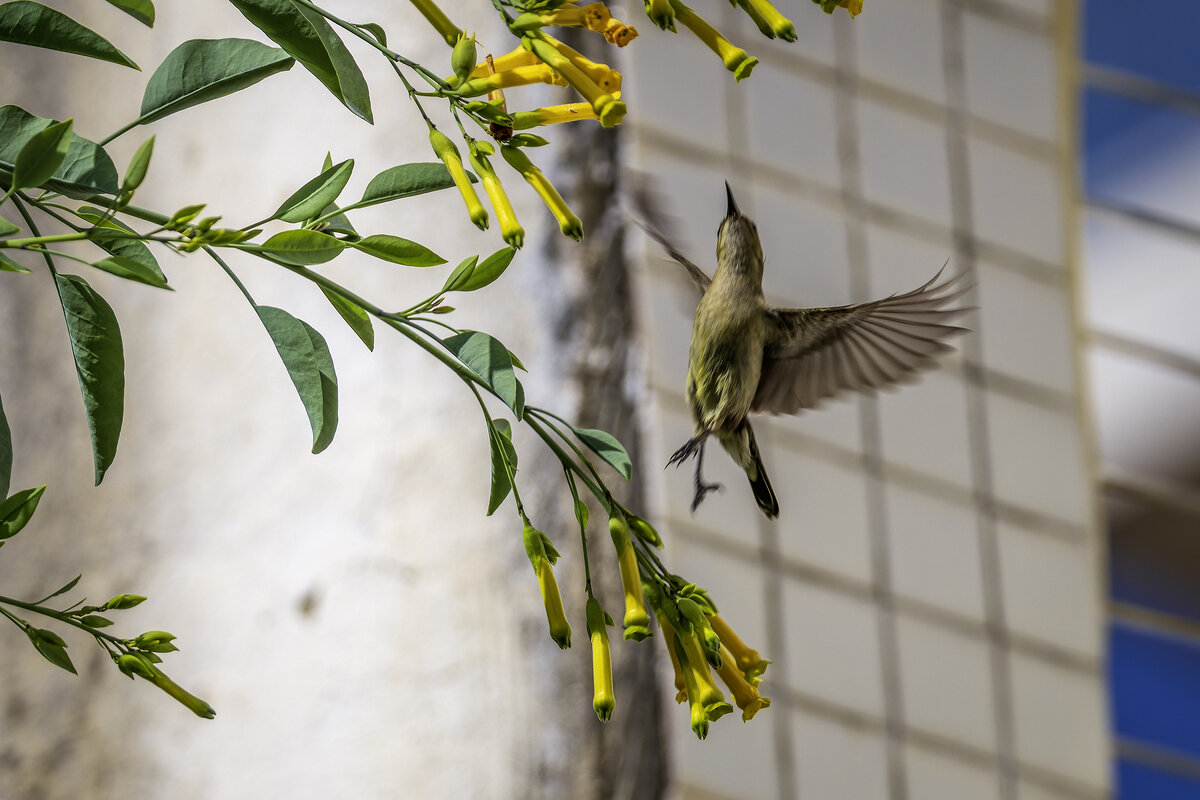 Палестинская нектарница. (Тест нового поляризационного фильтра) - Alexander Amromin