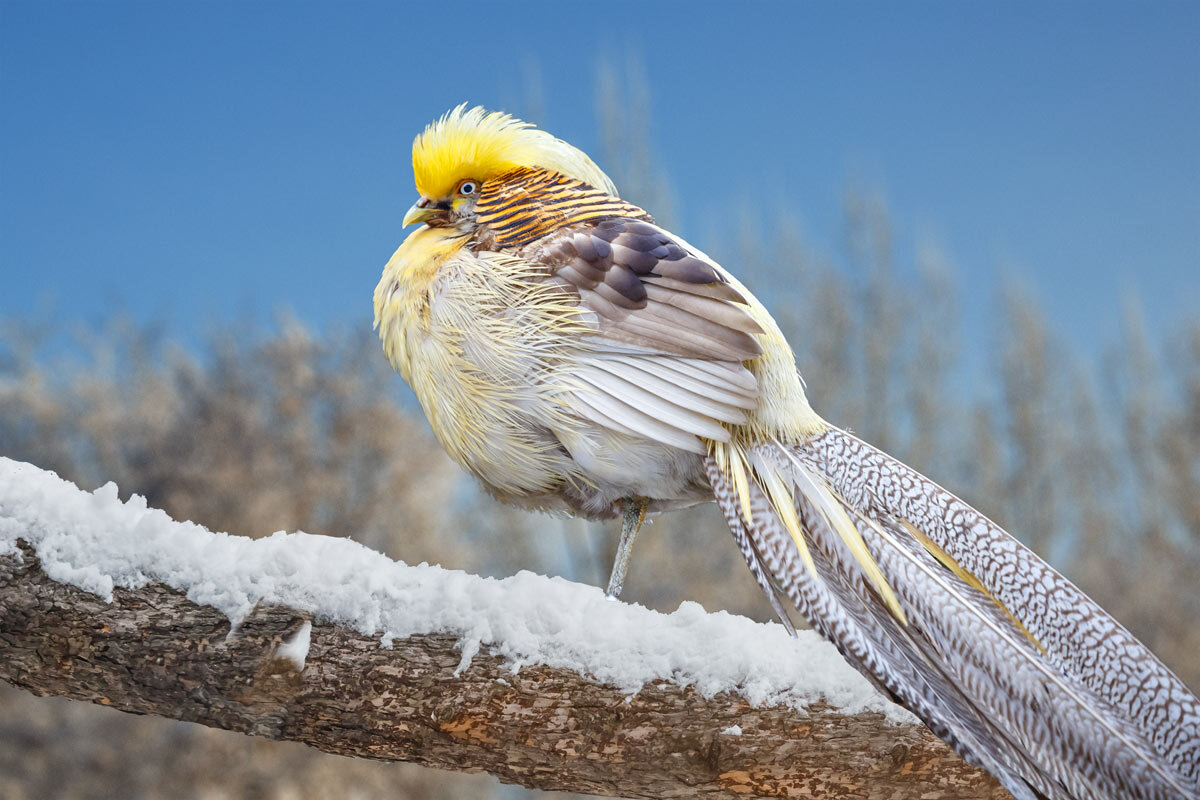 Королевский фазан - SanSan 