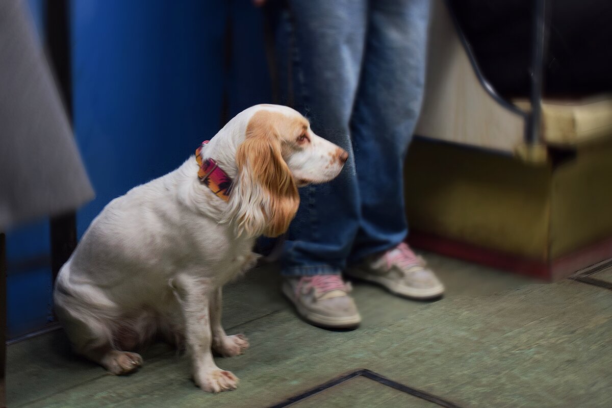 Тихий нарушитель. - Татьяна Помогалова Тихий нарушитель. - Татьяна Помогалова