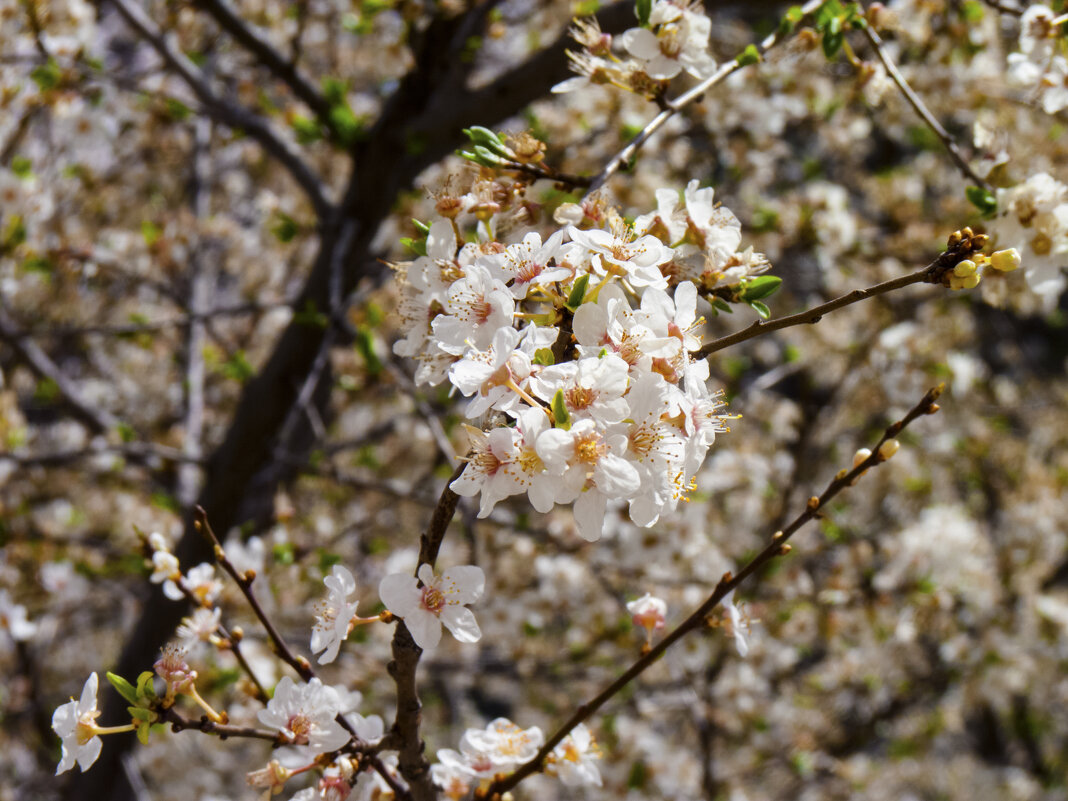 Алыча цветёт - Валентин Семчишин Алыча цветёт - Валентин Семчишин