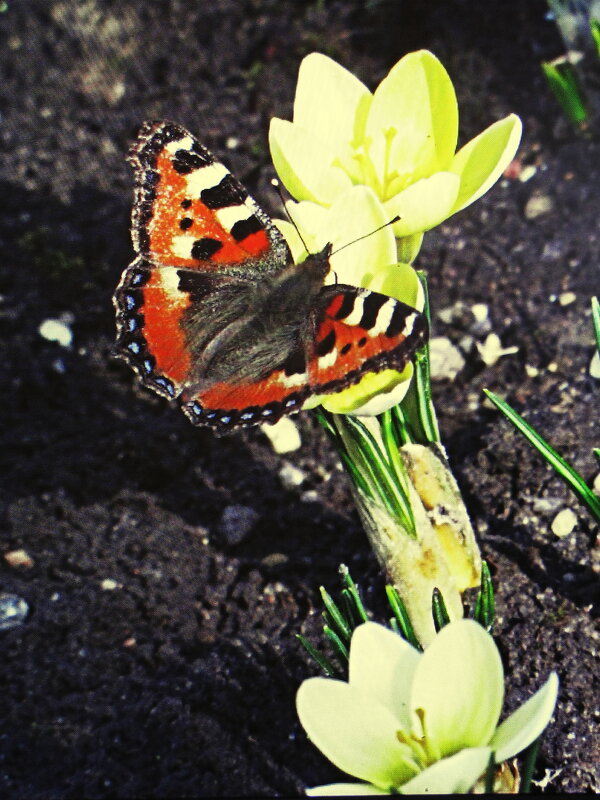 Красотка - Людмила Смородинская Красотка - Людмила Смородинская