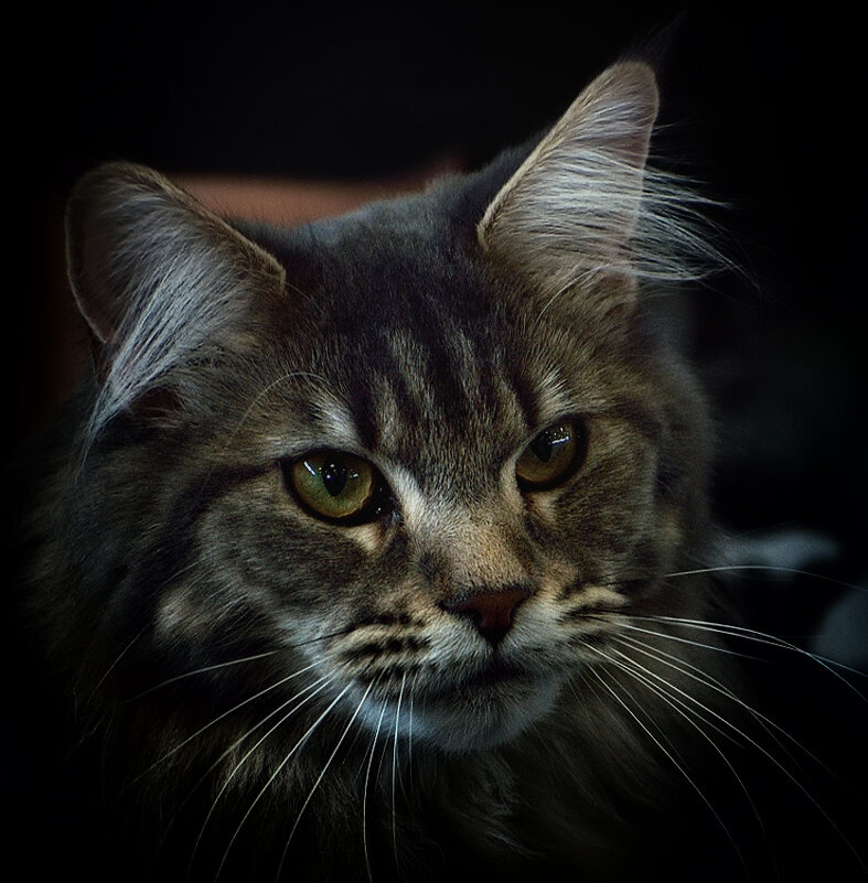 *** - Dan Berli *** - Dan Berli