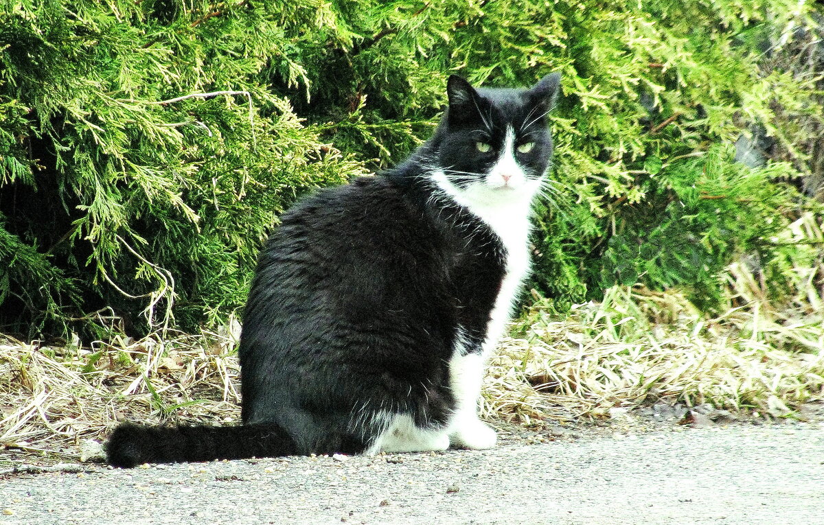 Решил по улице погулять - Людмила Смородинская Решил по улице погулять - Людмила Смородинская