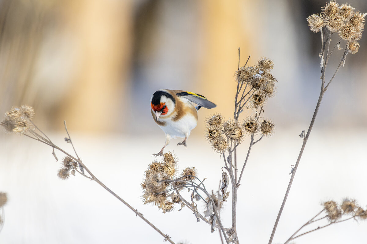 щегол. - юрий макаров