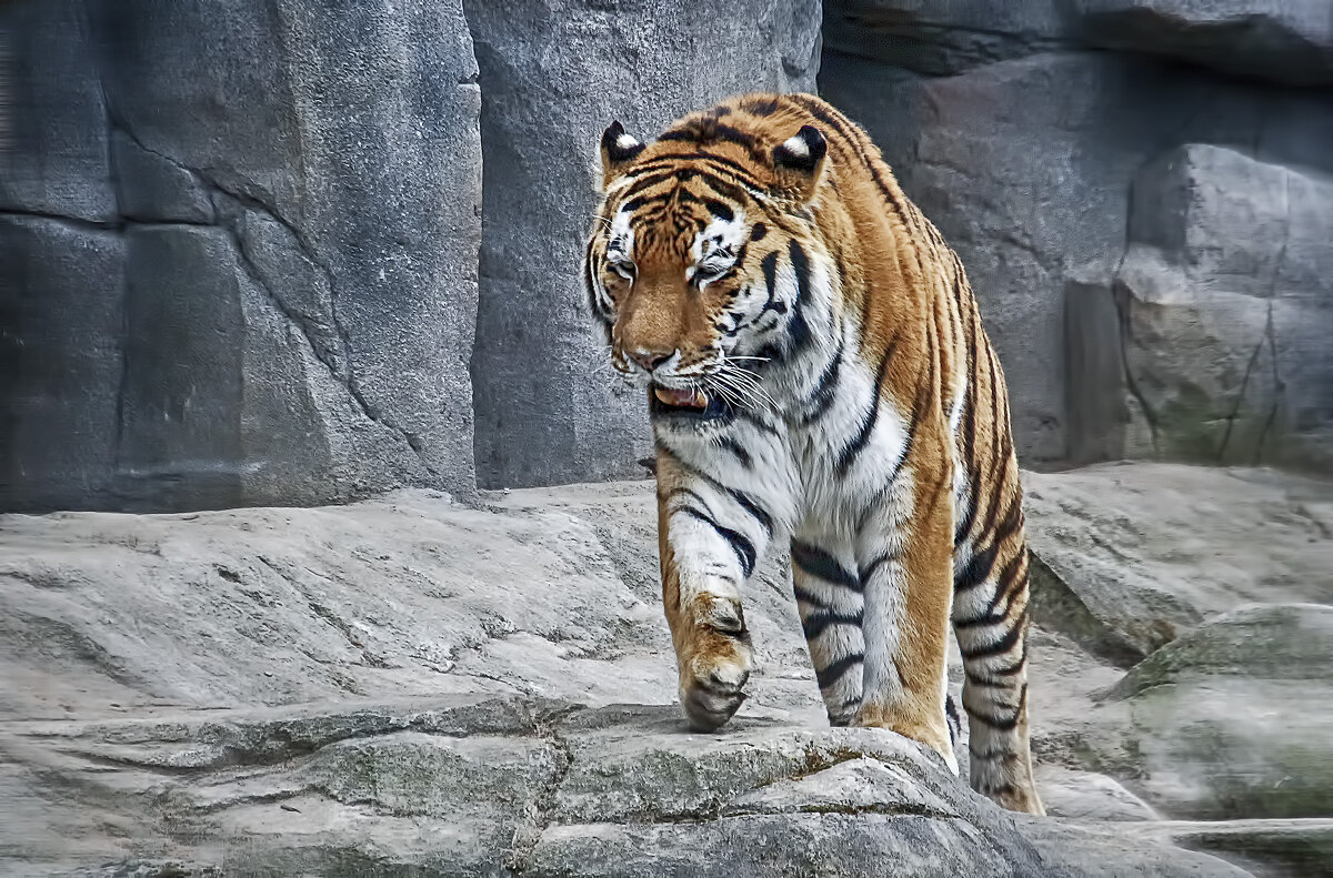 **** - Андроник Александр **** - Андроник Александр