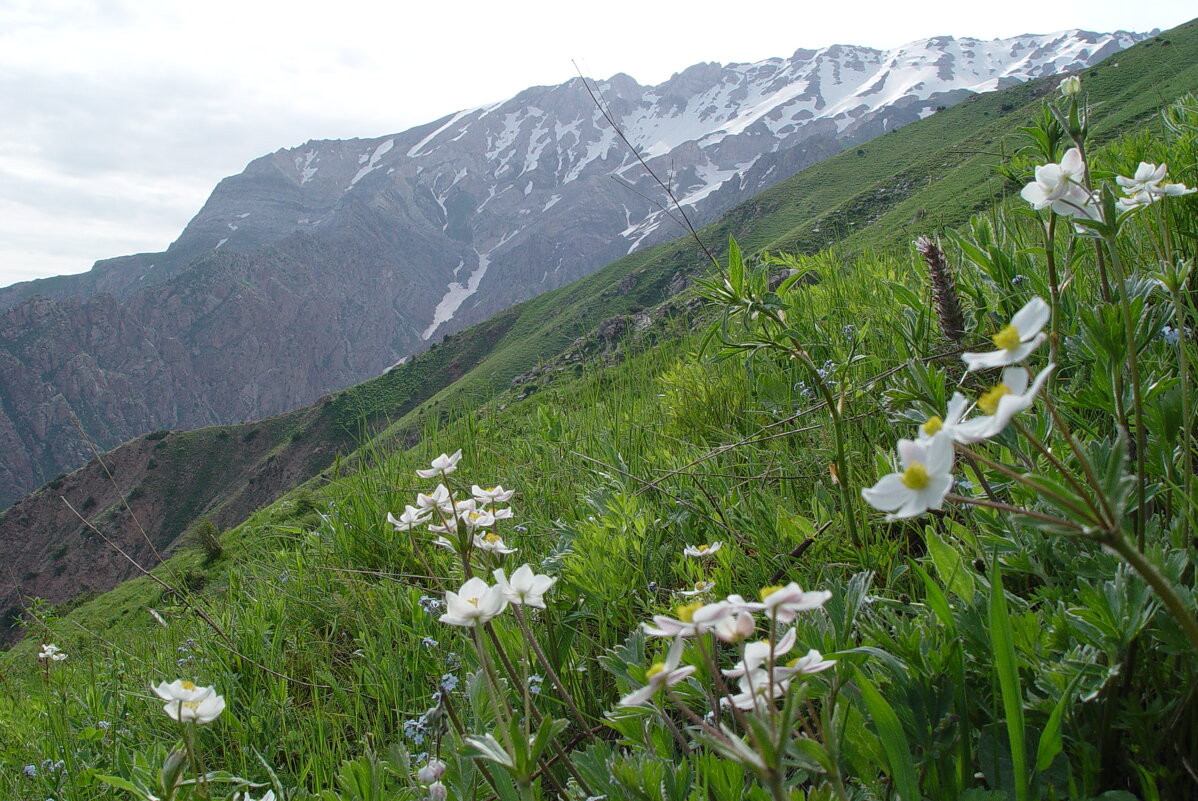 ПРОГУЛКА НА БОЛЬШОЙ ЧИМГАН 3300м, июньская весна. - Виктор Осипчук ПРОГУЛКА НА БОЛЬШОЙ ЧИМГАН 3300м, июньская весна. - Виктор Осипчук