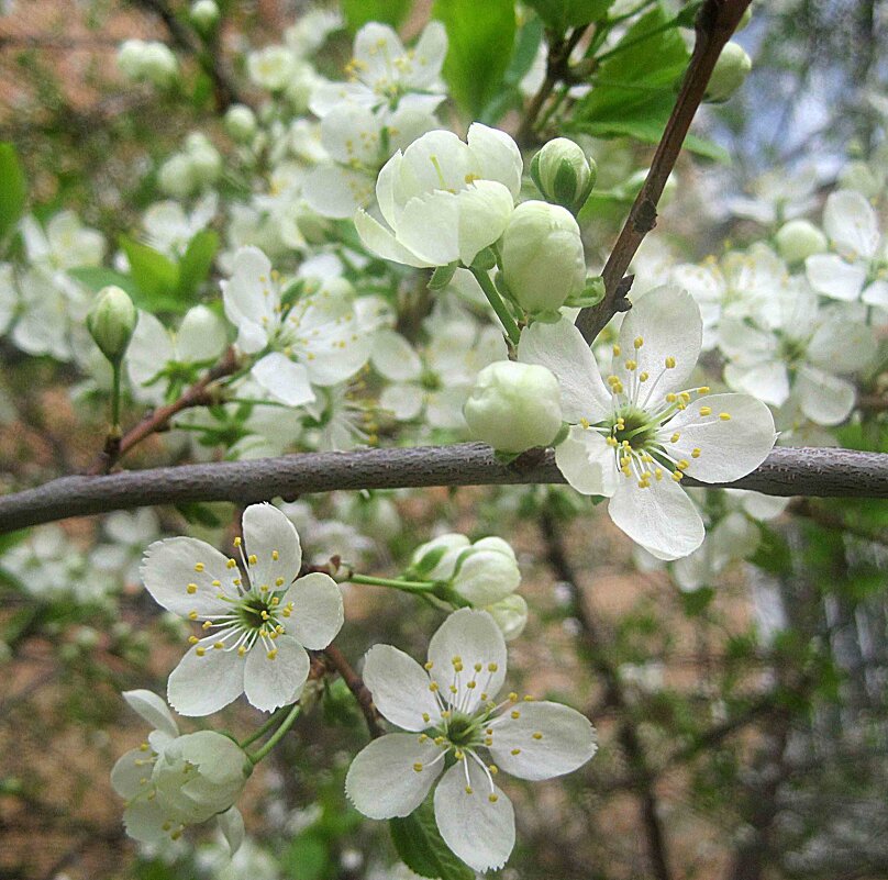 Весна - Елена Семигина