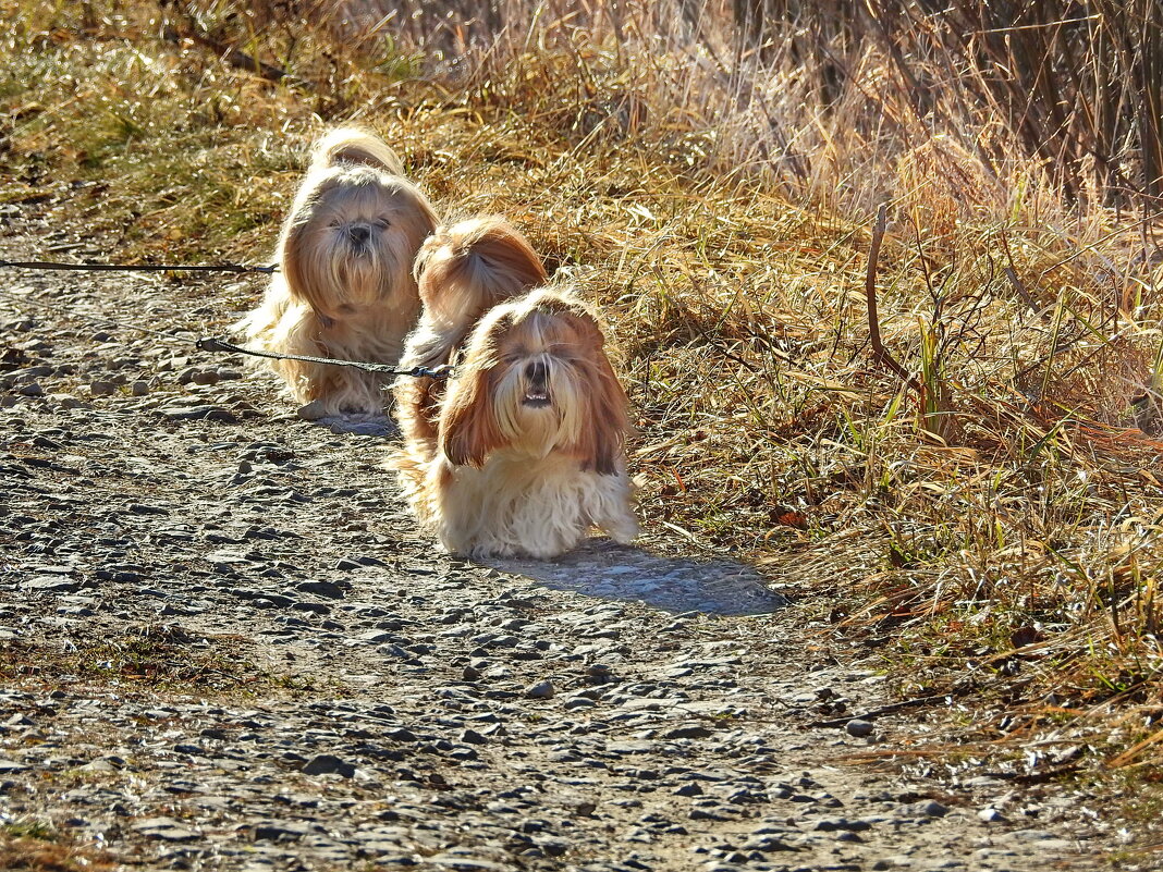 весна - ИННА ПОРОХОВА весна - ИННА ПОРОХОВА